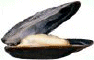 moule ++moule